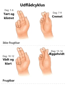 udflåd cyklus