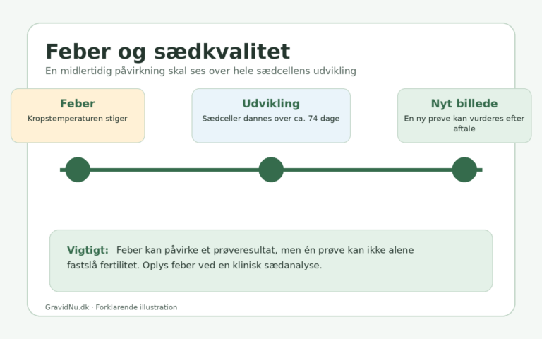Tidslinje der viser, hvordan feber midlertidigt kan påvirke sædkvaliteten under sædcellernes udvikling