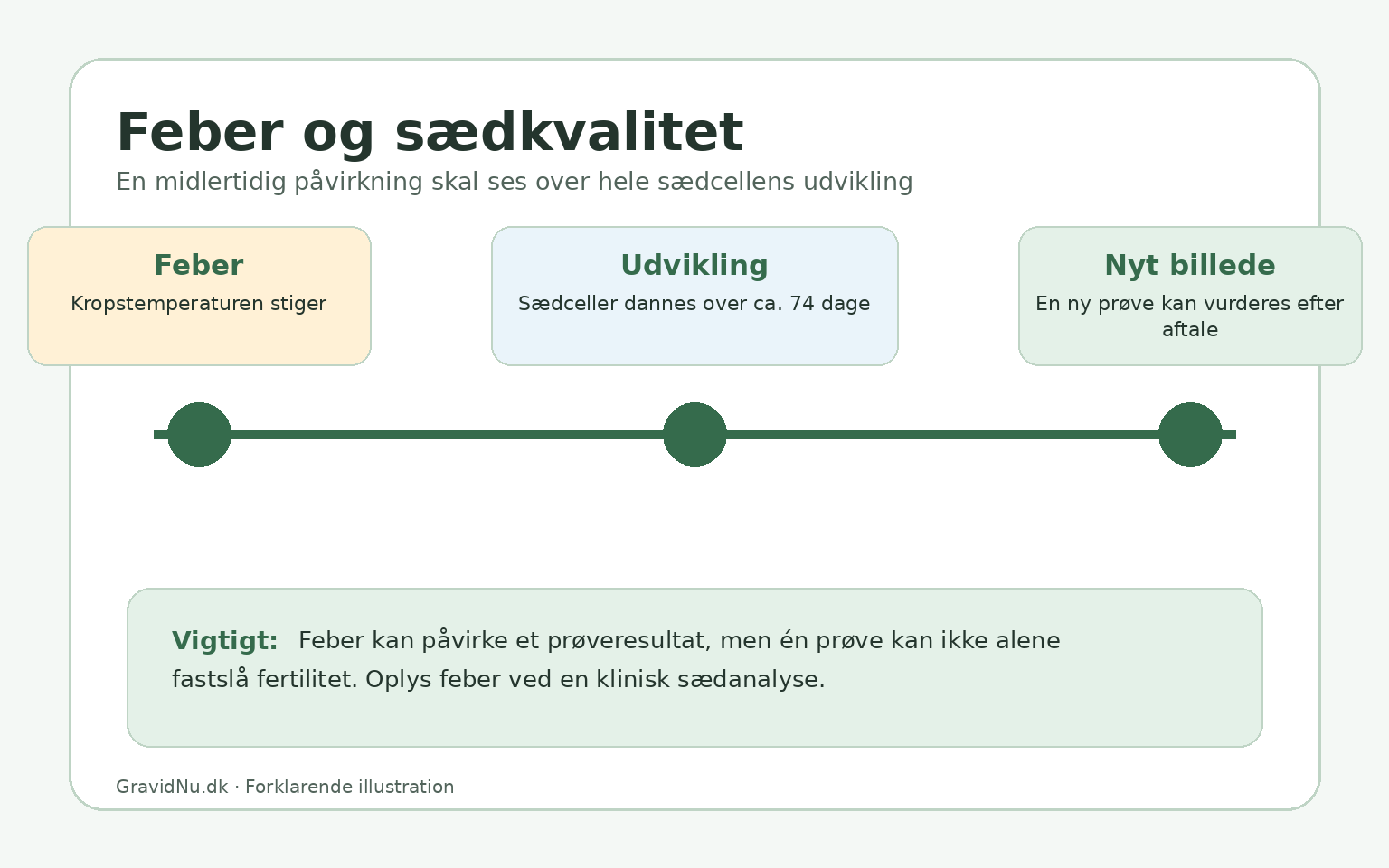 Tidslinje der viser, hvordan feber midlertidigt kan påvirke sædkvaliteten under sædcellernes udvikling